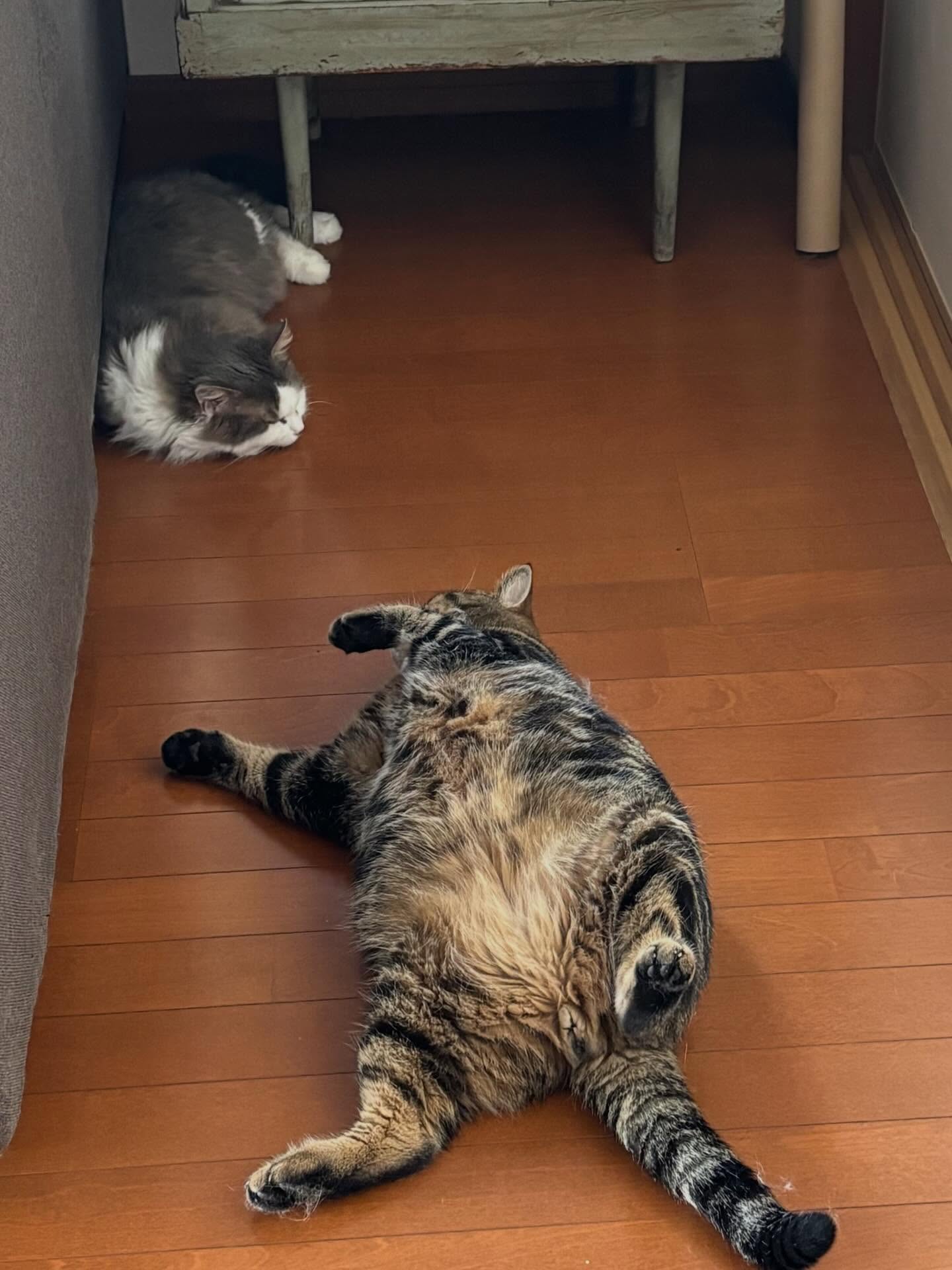 2026新春🎍猫のようにゴロゴロしてませんか〜⁇
新しい目標を見失ってたりしませんか⁇🤤  そんなあなた☝️
善通寺五岳山空海トレイルはいかがでしょう⁇  甘口のハーフから激辛のトリプルと幅広い走力の方が楽しめて会場へのアクセスもしやすいですよ✨✨  今からトレーニングしてもきっとレースに間に合うハズ！
コタツの誘惑を振り切って外に飛び出そうぜ〜🏃‍♂️✨✨  エントリーは1月24日まで‼️